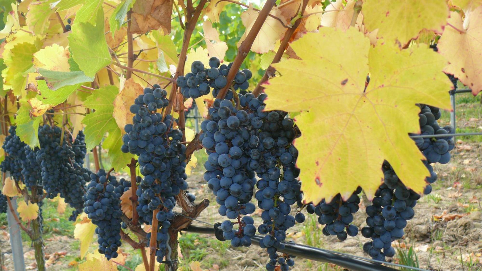 Weingut Herbert Kram ノルトハイム エクステリア 写真